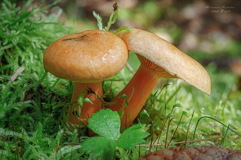 Рыжики фото превью