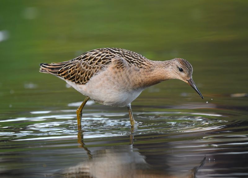 птицы Турухтан фото превью