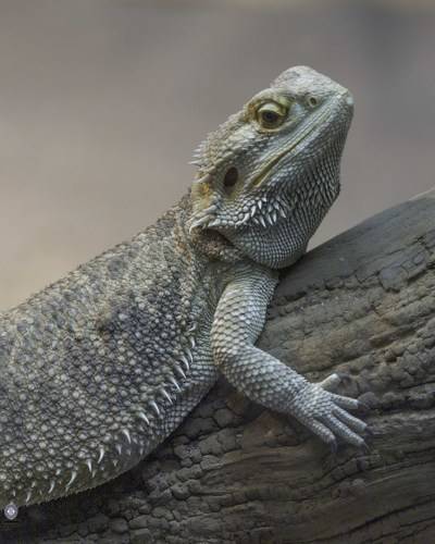 Central bearded dragon