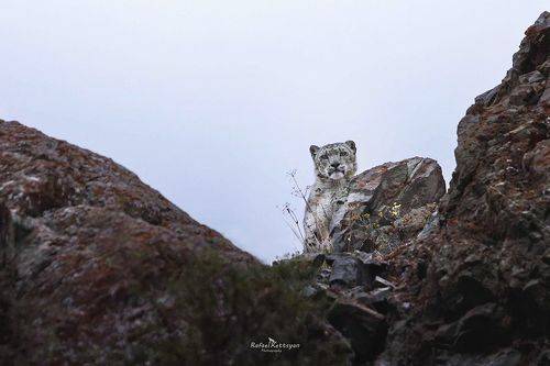 Император гор Ирбис / Emperor of the mountains snow leopard
