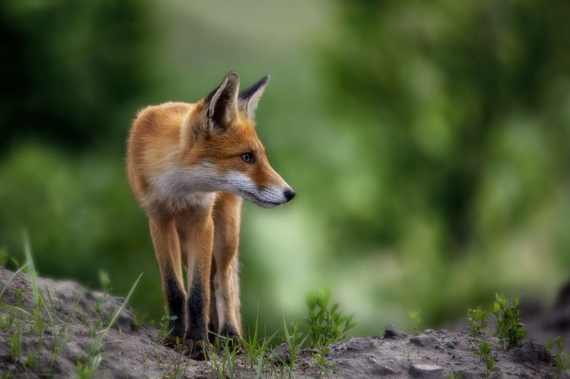 природа В дозоре фото превью