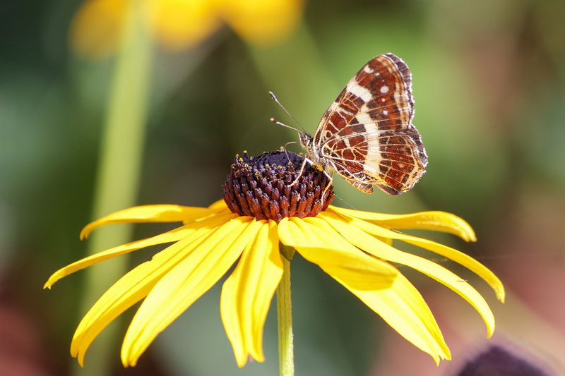 Пестрокрыльница изменчивая (Araschnia levana) фото превью
