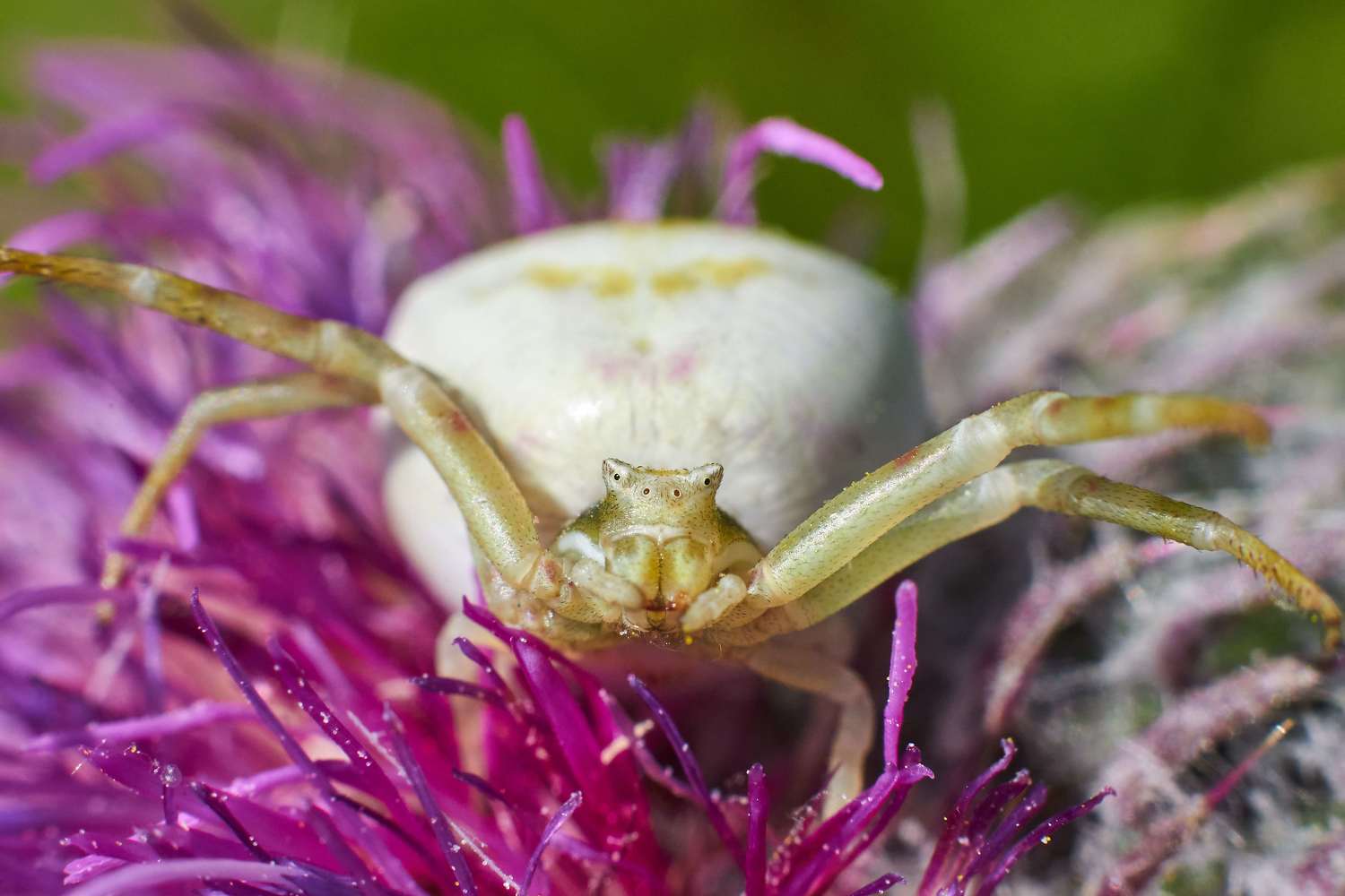 spider, volgograd, russia, wildlife, , Павел Сторчилов