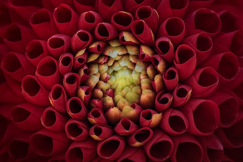 flower dahlia red георгина цветок красный  фото превью