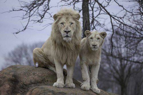 White lion with his son.