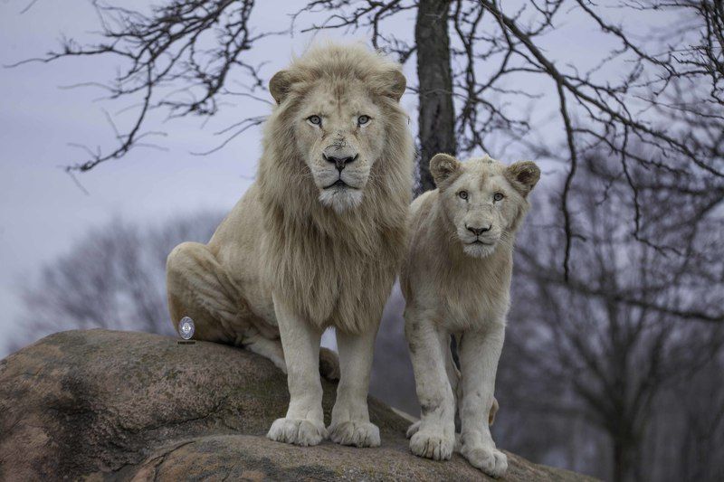 White lion with his son. фото превью