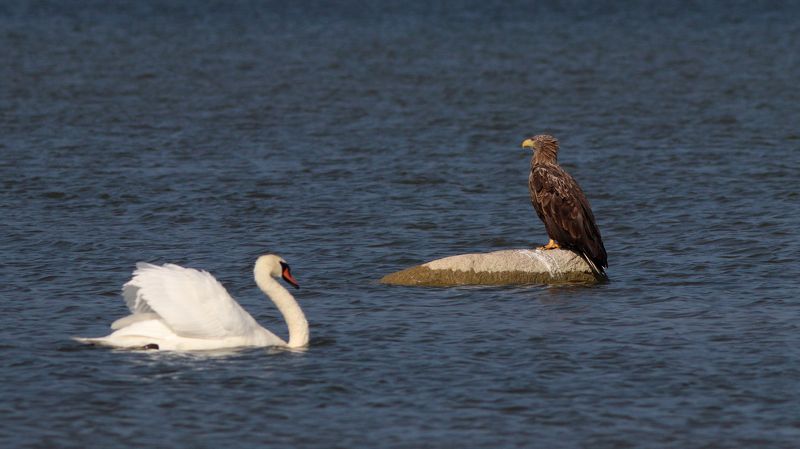 орлан-белохвост, орлан, haliaeetus albicilla, white-tailed eagle, eagle, лебедь-шипун, лебедь, cygnus olor, mute swan, swan, куршский залив Лебедь орлану не товарищ фото превью