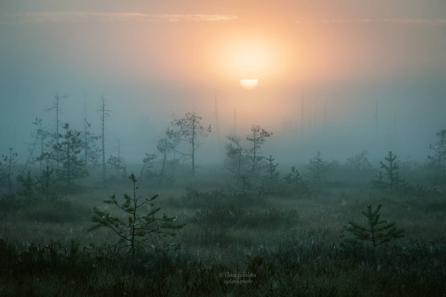 , Соколова Елена