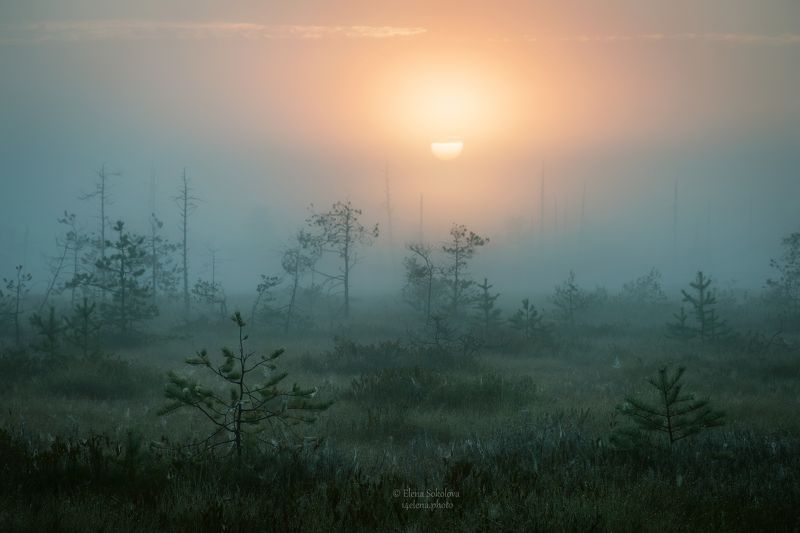 Рассвет на болоте фото превью
