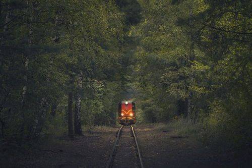 Train in Forest