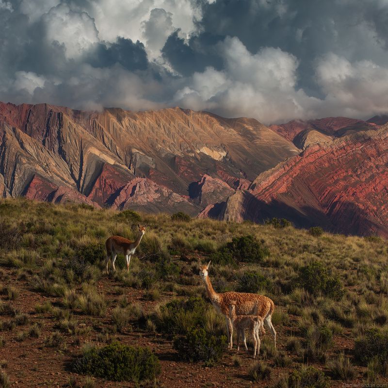 Puna de Atacama