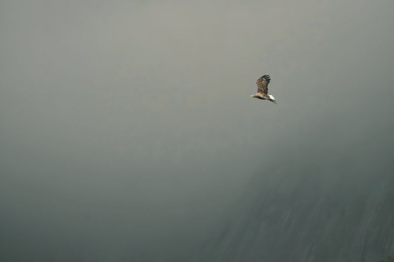 Haliaeetus albicilla Haliaeetus albicilla фото превью