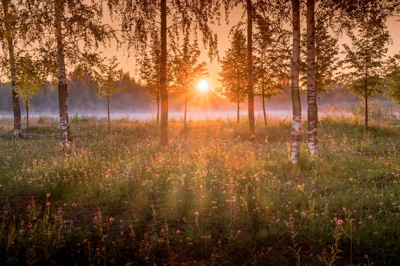 вологодская область,  нд, русский север,  русский север нд Золотое утро фото превью