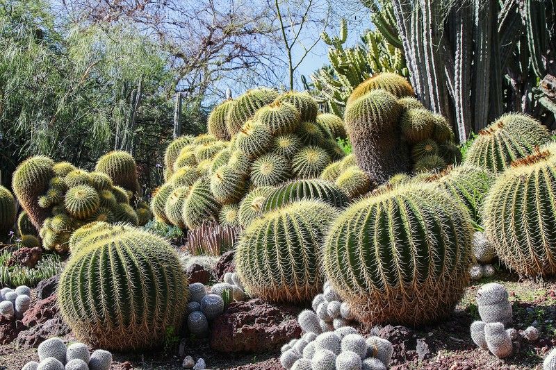 The Huntington Library, Art Museum, and Botanical Gardens фото превью