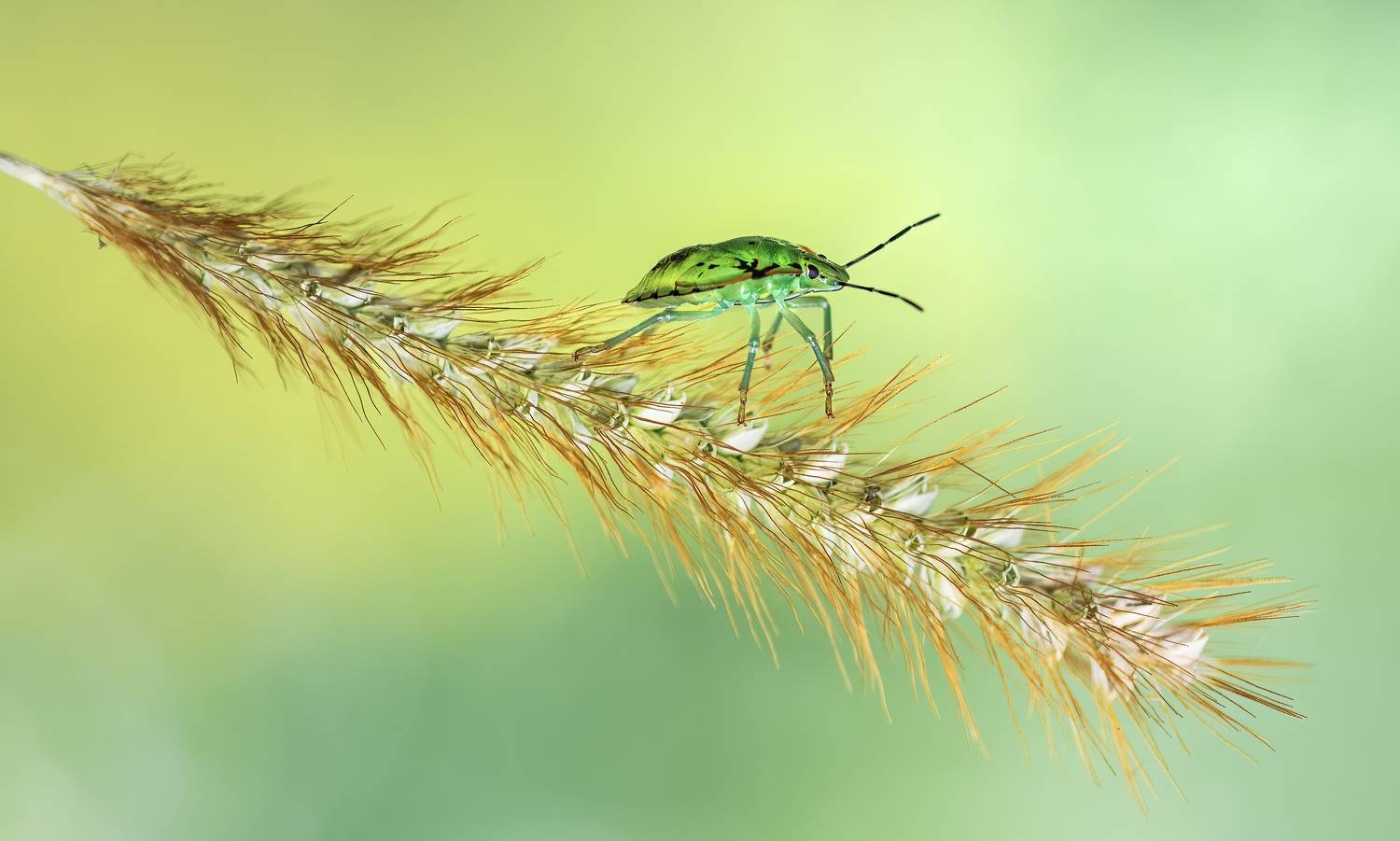 shield bug, beetle, insect, fall, autumn, stink bug, macro, leaves, season, seasons, camouflage, camouflaged,, Atul Saluja