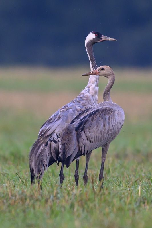 Журавли фото превью