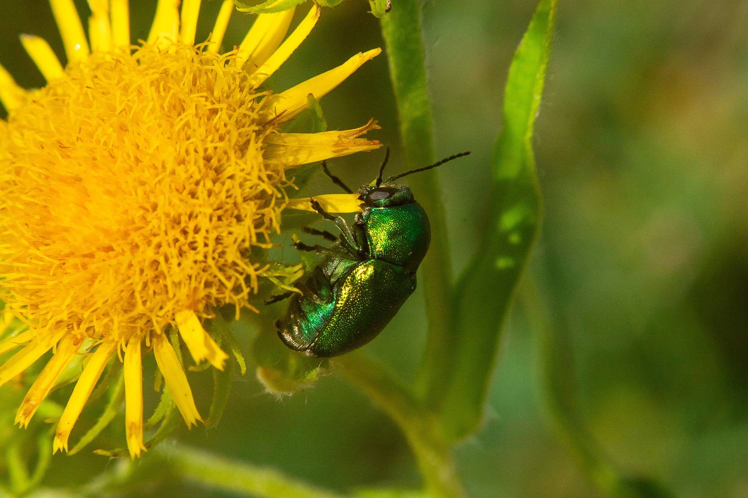 bug, volgograd, russia, wildlife, , Павел Сторчилов