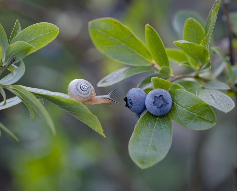 улитка, голубика *** фото превью