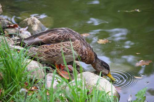 Осенний водопой