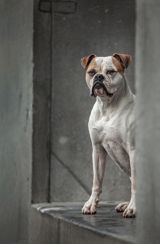 pets фото превью