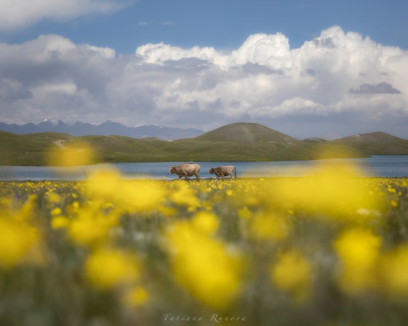 Коровки в цветах. Киргизия фото превью