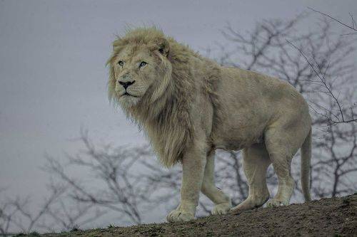 White lion