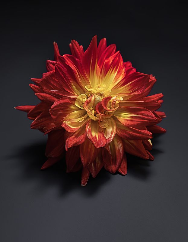 георгин, dahlia Георгин фото превью