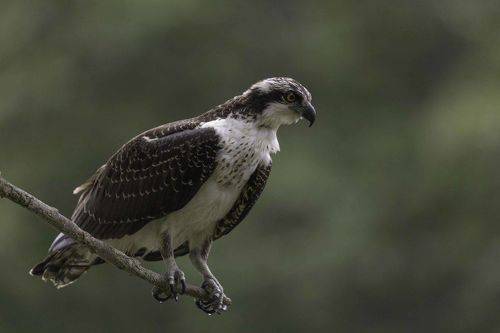 Osprey 