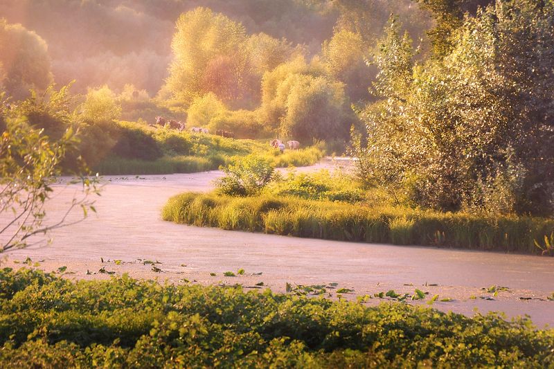 август, луг, река, коровы Предвечернее дыхание августа  фото превью