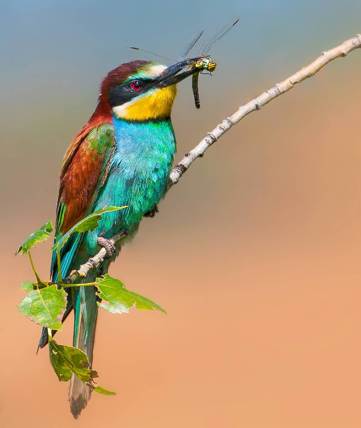 , Фото Александр