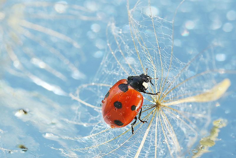 природа. макро, божья коровка Божья коровка фото превью