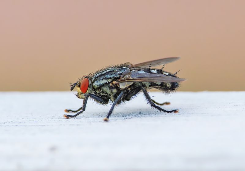 макро, насекомые Муха фото превью