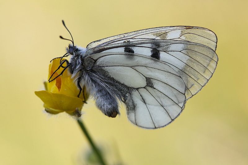 мнемозина *** фото превью