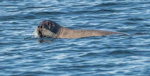 Эти глаза напротив...