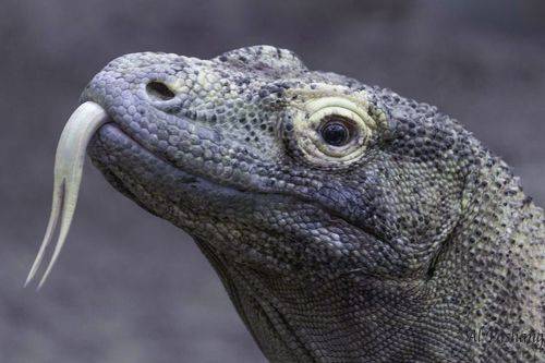 Komodo dragon