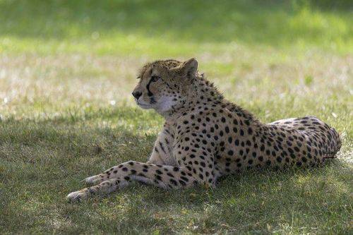Cheetah
