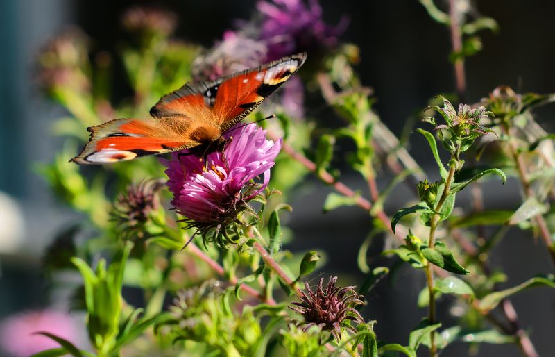 *** фото превью