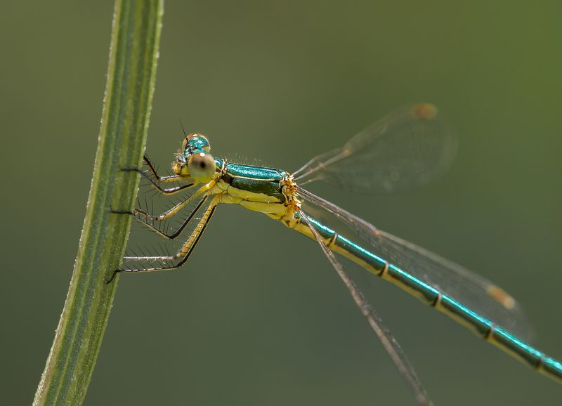 Мир насекомых 7 фото превью