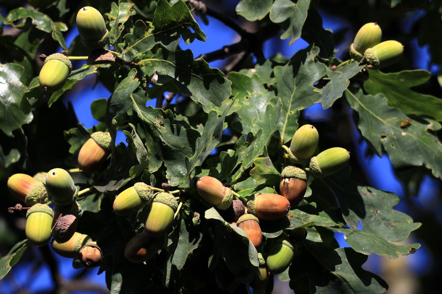 , Колосова Елена