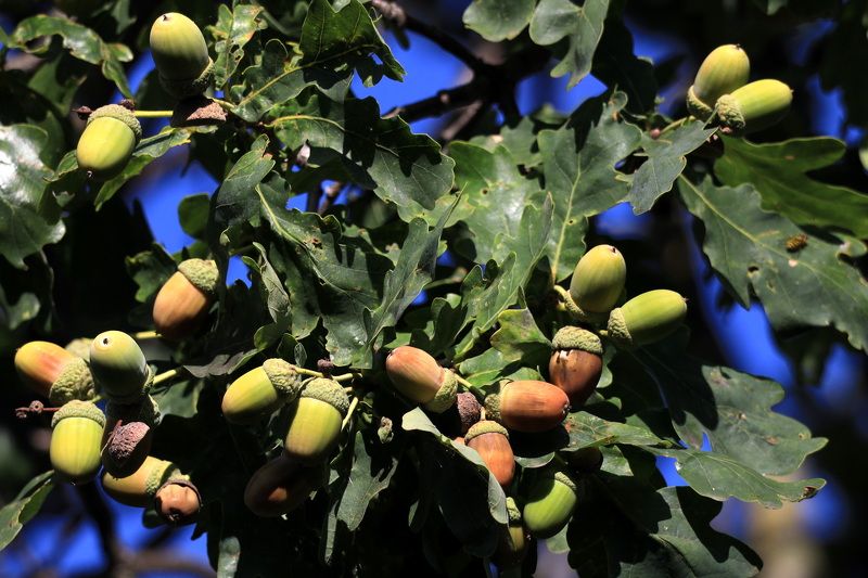 Жёлуди фото превью