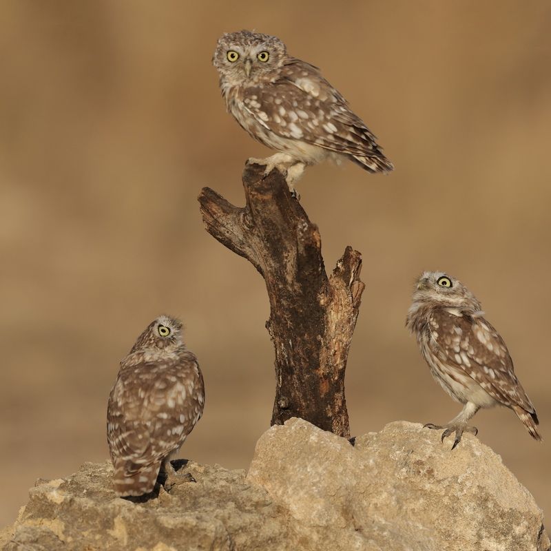 Little owls  фото превью