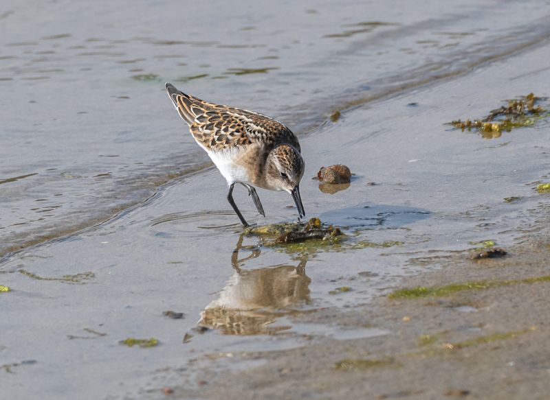 териберка, птицы, кулик-воробей Кулик-воробей фото превью