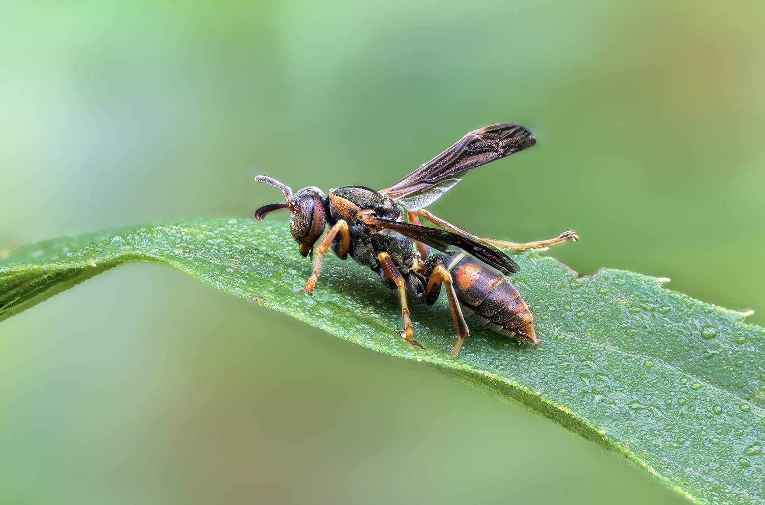 wasp, insect, macro, nature, wild, insects, bee,, Atul Saluja