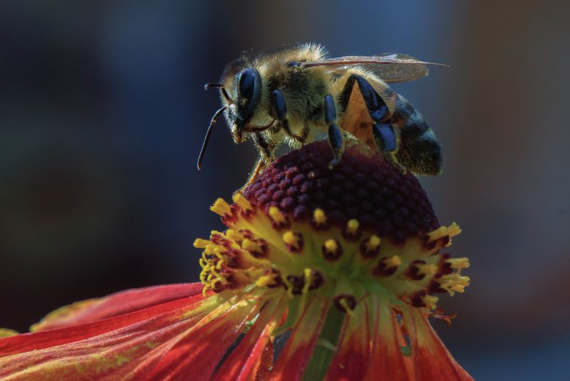 Вкусный цветок фото превью