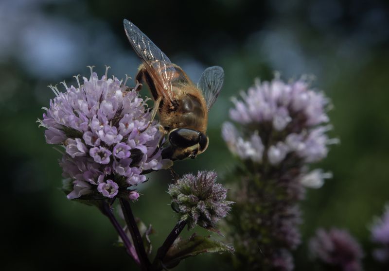 с мятным ароматом фото превью