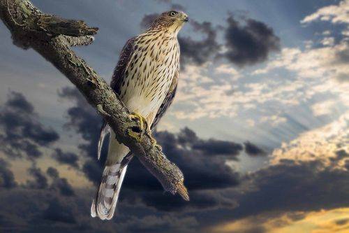Cooper hawk