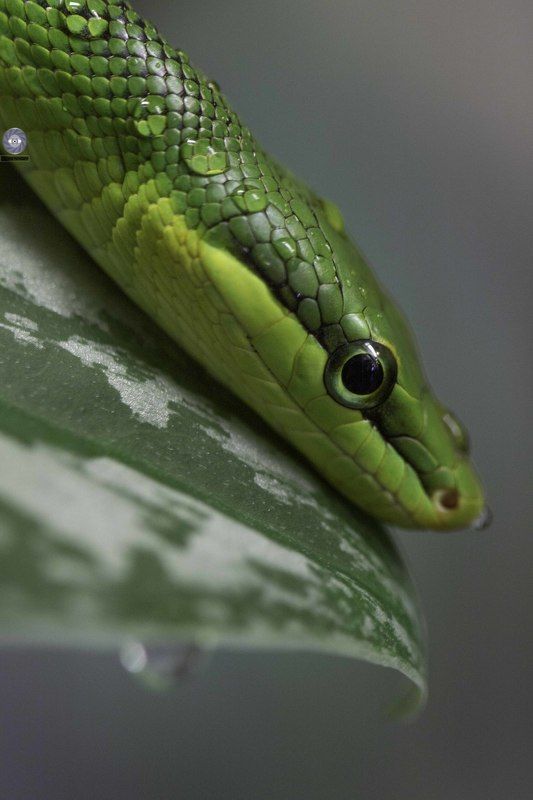 Snake- Gonyosoma oxycephalum фото превью