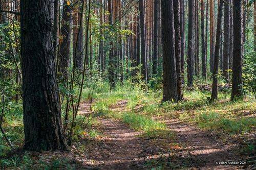 Ритмы соснового бора