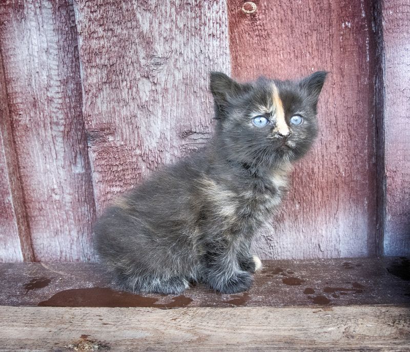 Котенок фото превью