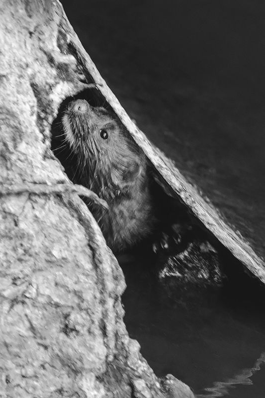 американская норка Inside фото превью